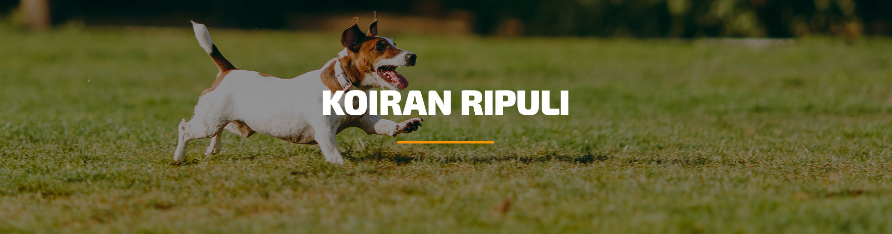 Koiran ripuli