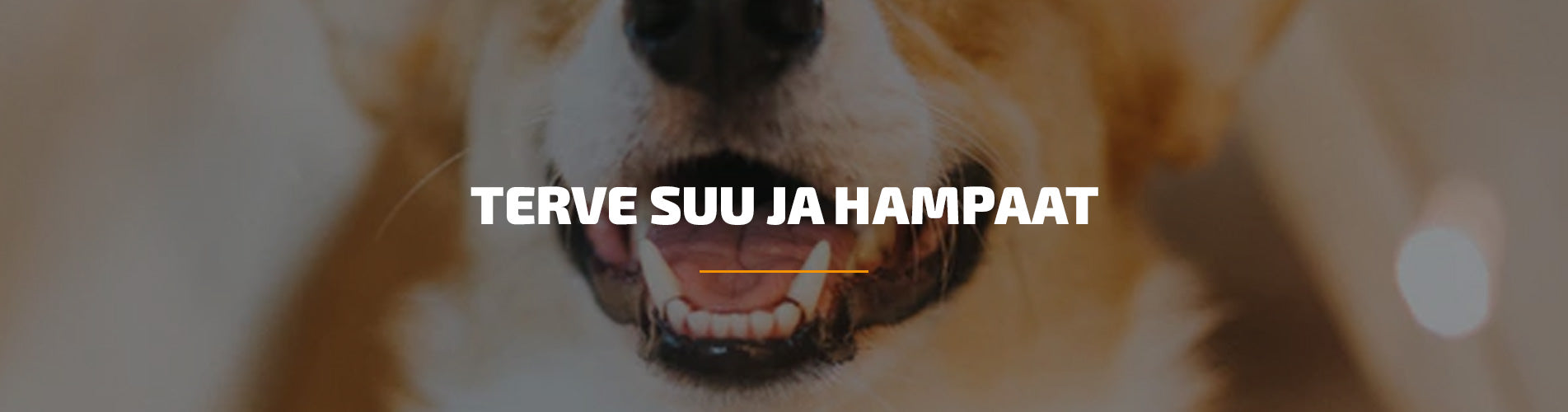 Terve suu ja hampaat