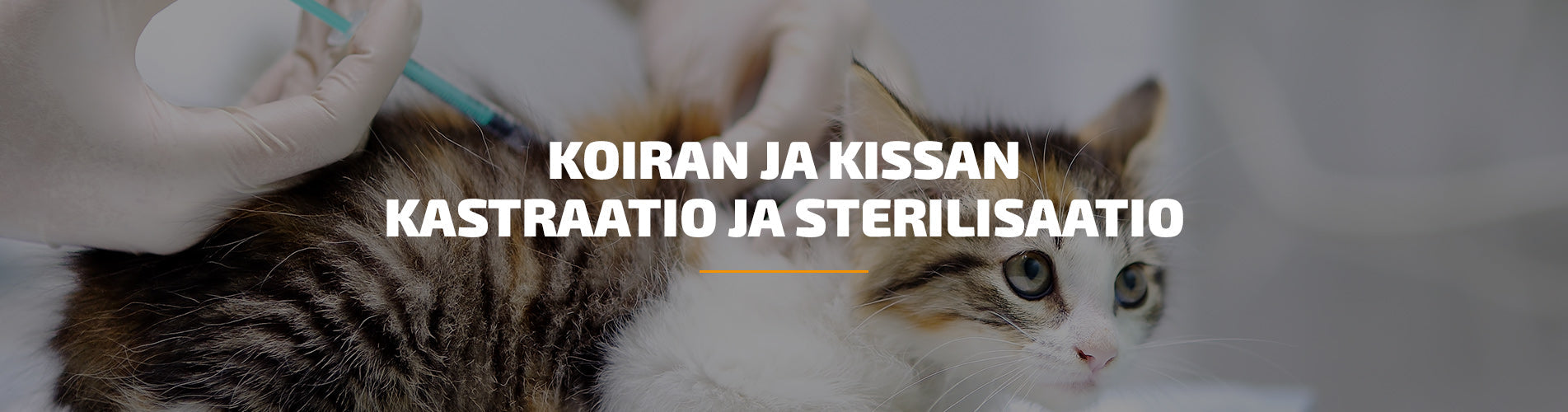 Koiran ja kissan kastraatio ja sterilisaatio