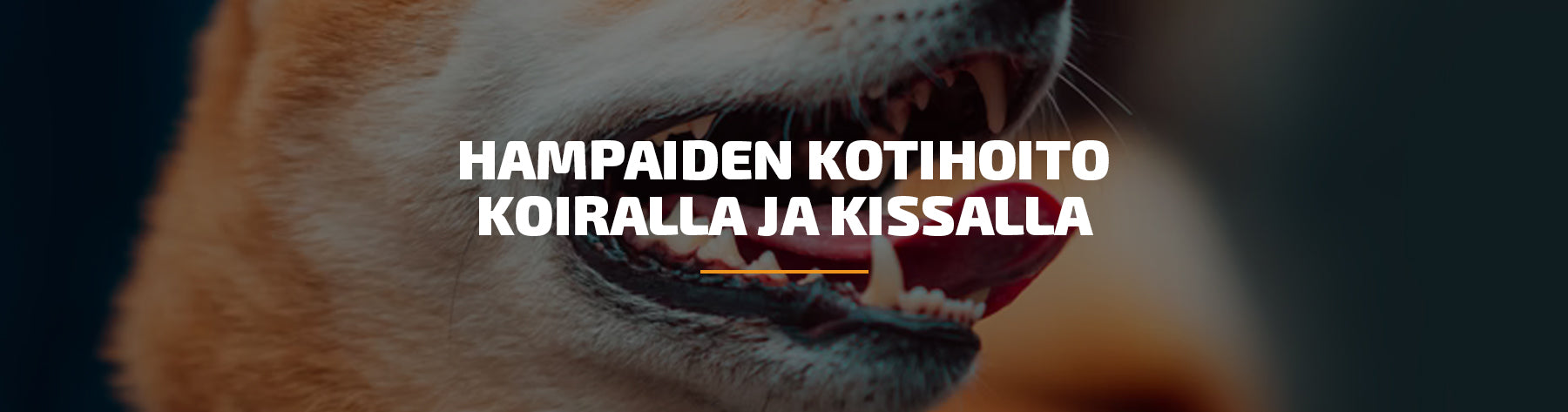 Hampaiden kotihoito koiralla ja kissalla