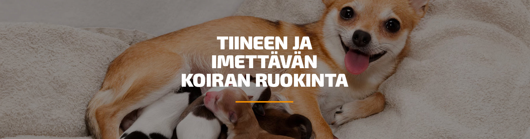 Tiineen ja imettävän koiran ruokinta