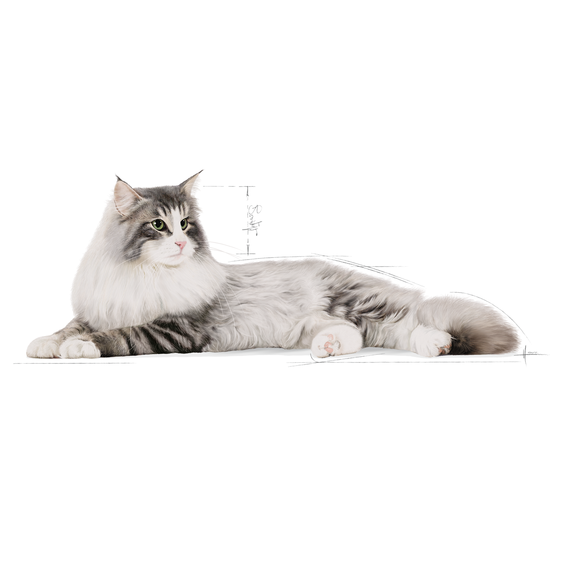 Royal Canin Norwegian Forest Cat kissalle 2 kg