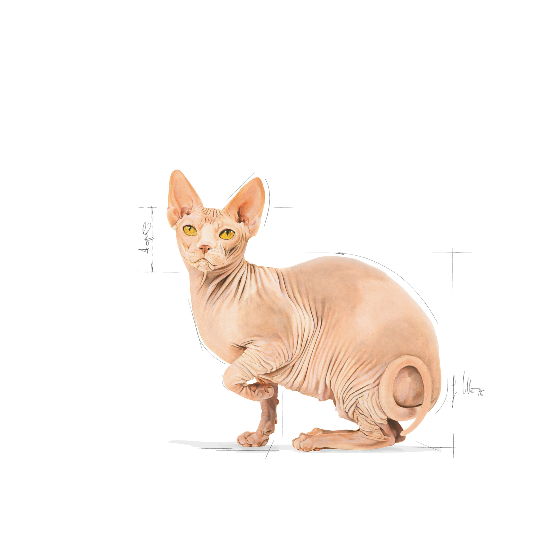 Royal Canin Sphynx Adult kissalle 2 kg