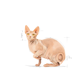 Royal Canin Sphynx Adult kissalle 2 kg