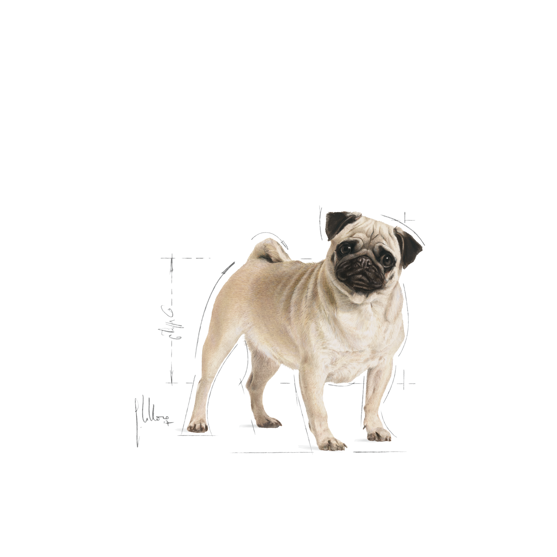 Royal Canin Pug Adult koiralle 1,5 kg