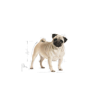 Royal Canin Pug Adult koiralle 1,5 kg