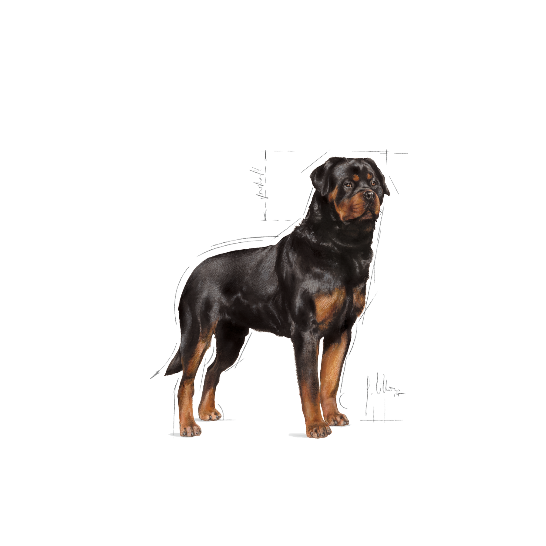 Royal Canin Rottweiler Adult Dry 12 kg